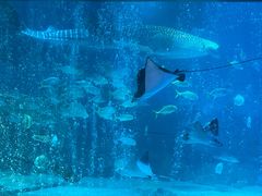 -烟台海昌鲸鲨海洋公园