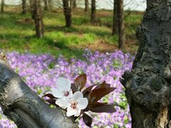 -上海海湾国家森林公园