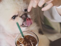 -NokNok Coffee(宽窄巷子店)