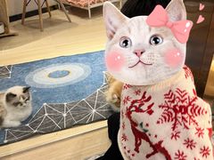 -momokira米努特·德文卷毛猫·棉花面纱犬