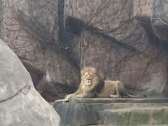android_upload_pic-林肯公园动物园