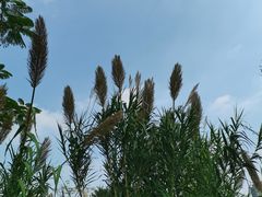 -王借岗森林公园
