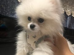 -翊宠yipet猫狗购宠庄园犬舍•猫舍