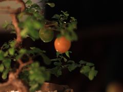 -西郊5号·Maggie 5