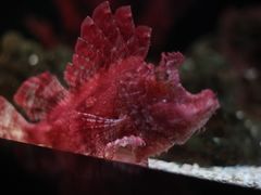 -暹罗海洋世界