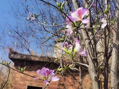 -广东花都湖国家湿地公园