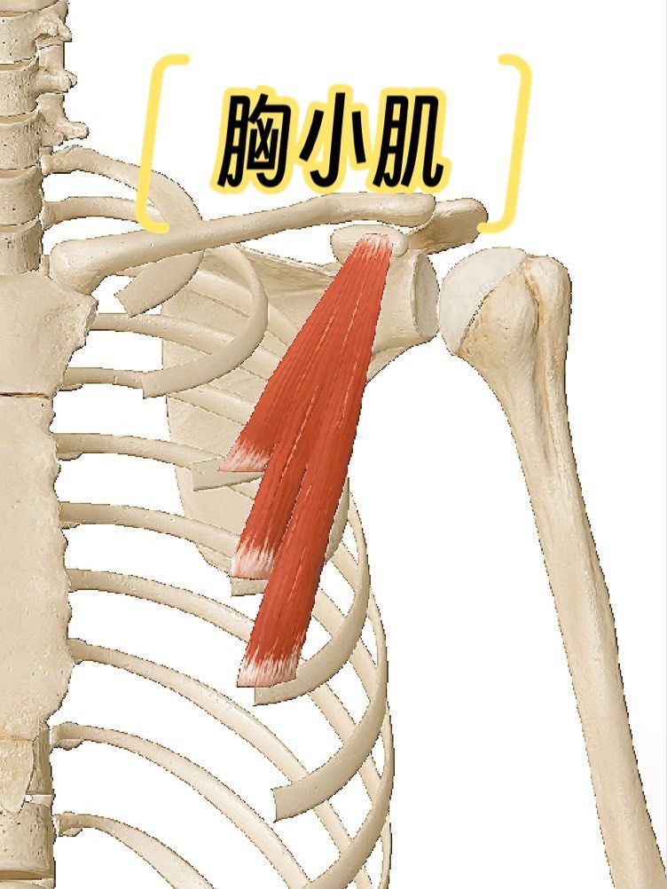 运动解剖学💀小知识分享026胸小肌