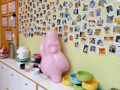 -猫十亿·布偶金渐层·曼基康矮脚猫舍(青年路店)