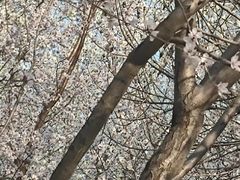 -桃花堤公园