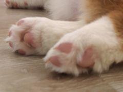 -浣熊柯尔鸭土拨鼠·电玩咖