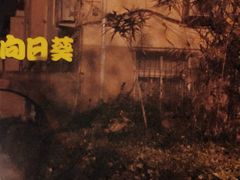 -向日葵咖啡