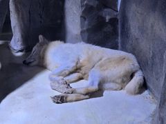 -上海海昌海洋公园-冰山北极馆