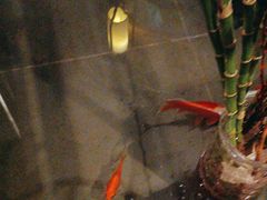 -红蜡烛-养生粥-津鲁菜(中山路店)