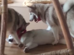 -Husky Go! 哈士奇体验馆·宠物咖啡厅狗咖