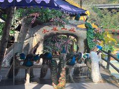 -西双版纳原始森林公园