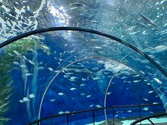 -上海海洋水族馆