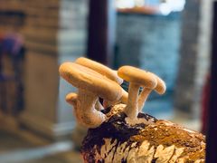 手剪香菇-谭鸭血老火锅(漳州路店)