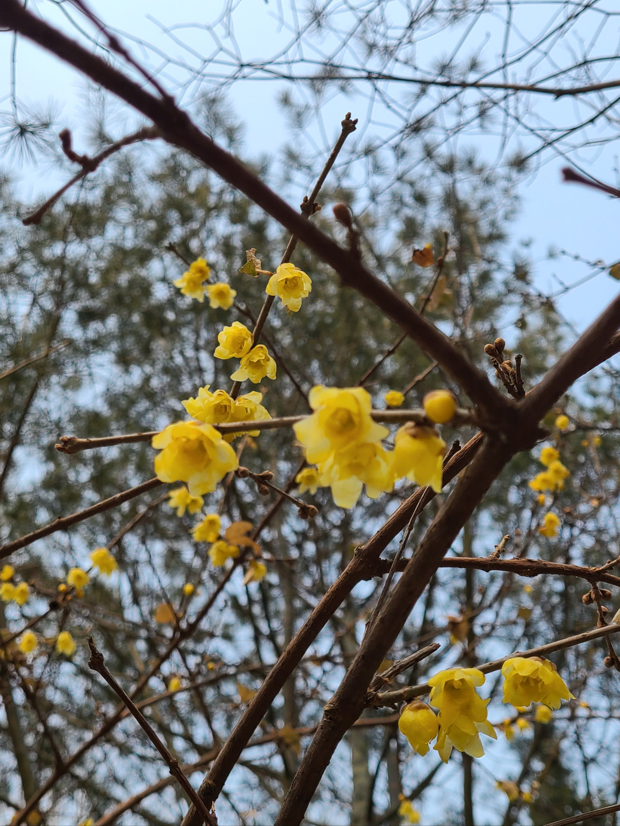 月坛公园 腊梅图片