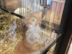 -藦茜花园宠物主题亲子互动体验馆(国顺东路店)