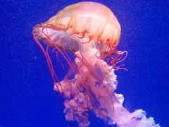 -海合安青岛极地海洋公园