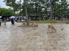 -奈良公园