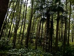 -上海共青森林公园