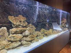 -鲐赏河豚(长寿店)