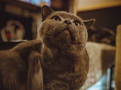 -猫小院猫主题咖啡厅(北锣店)