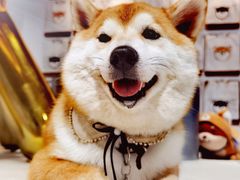 -柴务处·柴犬主题狗咖