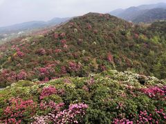 -贵州百里杜鹃风景名胜区