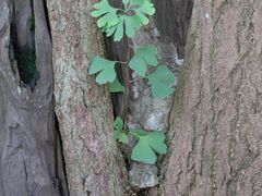 -上海佘山国家森林公园天马山园