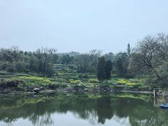 -巢湖姥山岛