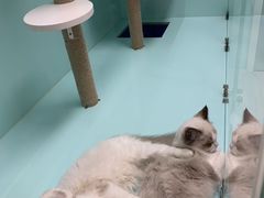 -猫宠乐园·专业洗护