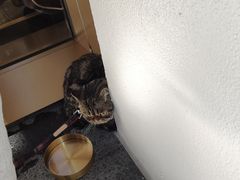 -Garden Lounge(尼依格罗香港美利酒店)