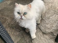 -喵屿·大理花园猫咖