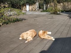 -紫金山山顶公园