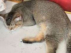 -共舞时光猫咖·狗咖(新街口店)