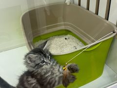 -青奢宠物·青奢猫舍