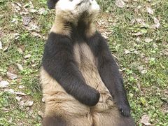 -都江堰中华大熊猫苑