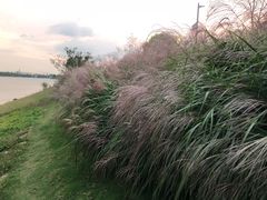 -羊山湖公园