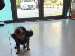 -心仪动物医院·牙专科·肿瘤·心脏科(西客站院)