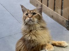 -Heymao猫咖.咖啡厅(东门店)