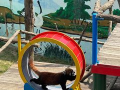 -西霞口神雕山野生动物世界