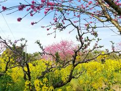 -南汇桃花村
