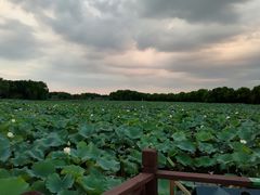 -荷塘月色湿地公园·向阳花洲