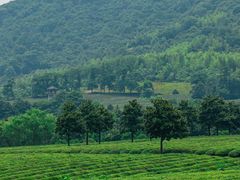 -宜兴龙背山森林公园