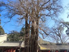 -潭柘寺景区