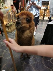 -Zoolung Zoolung动物主题公园(海信广场店)