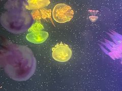 -重庆欢乐海底世界