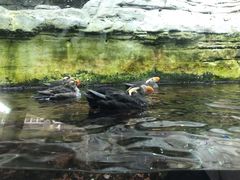 -西雅图水族馆